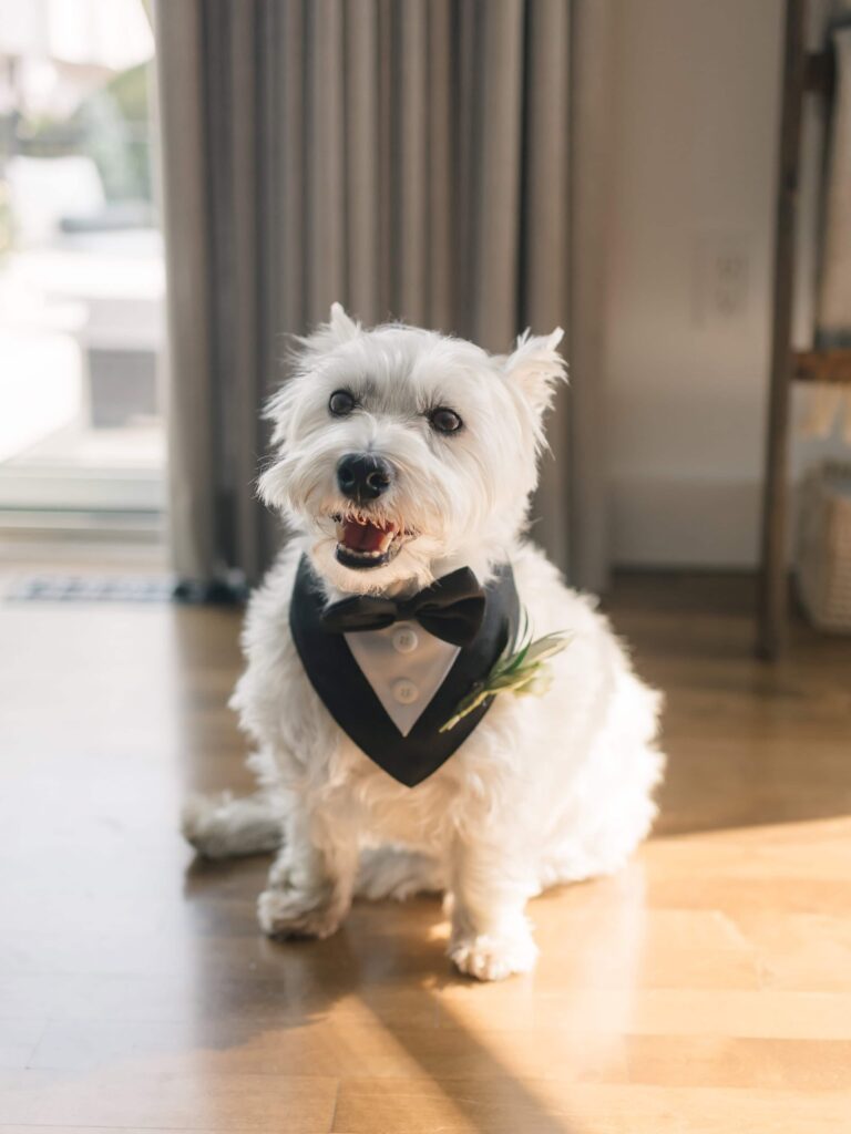 Wedding Photographer